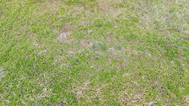 aerial grass uneven texture background for natural surface concept with patchy vegetation and green brown mix