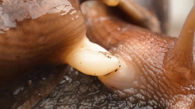 Extreme macro shot detailing the white reproductive organs of two snails during their natural mating process.