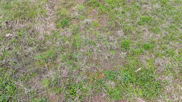 aerial grass patchy texture background for natural surface with mixed vegetation and dry spots detail