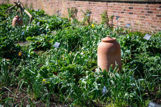 Clay pot in garden