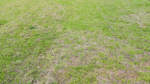 aerial grass worn texture background for natural surface with sparse vegetation and dry patch pattern