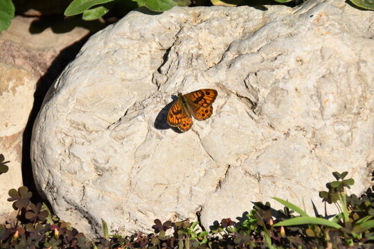 Butterfly on the rock