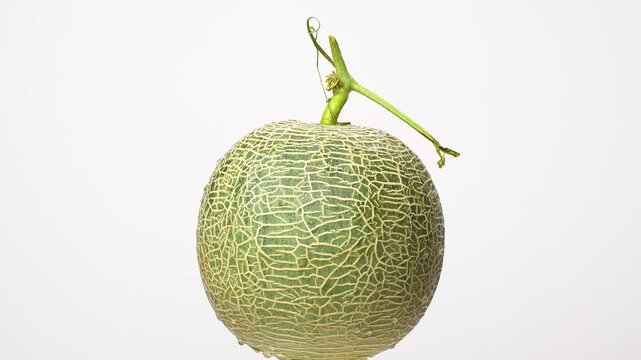 A green cantaloupe melon with characteristic netted skin and fresh stem rotating on a white background, featuring pure water droplets.