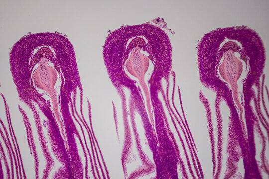 Microscope view of purple plant tissue sections with repeating flower-like structures, fine layers, and bright view.