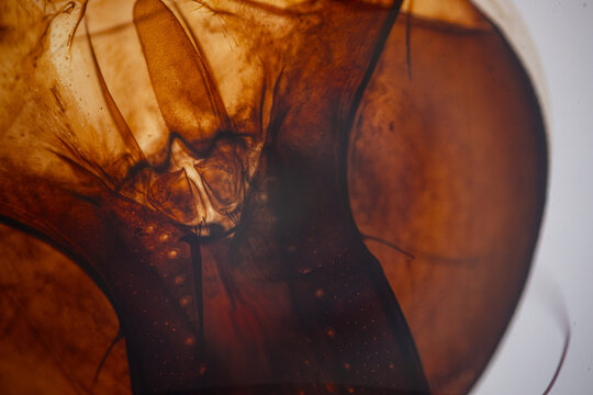 Close-up of amber insect anatomy under a microscope with comb-like bristles, transparent membranes, fine hairs.