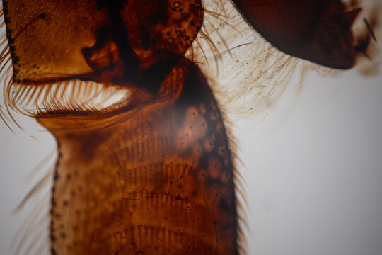 Close-up of amber insect anatomy under a microscope with comb-like bristles, transparent membranes, fine hairs.