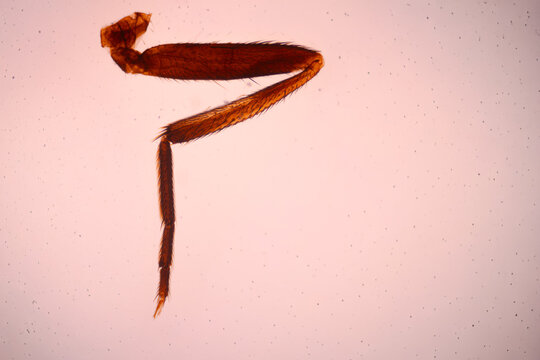 Microscope view of an amber-colored insect leg with segmented joints, fine bristles, and a large bright copy area.