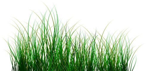 Fototapeta premium Green grass border illustration for nature background, lawn field element isolated clipart.