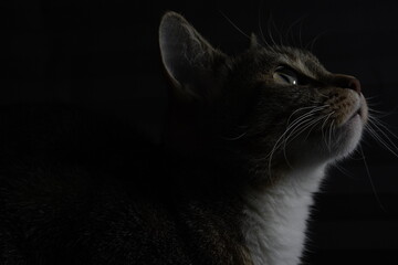 Low-Light Profile of a Cat Looking Up © Christoffer