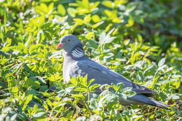 Gołąb grzywacz (Columba palumbus)  © Janusz Lipiński