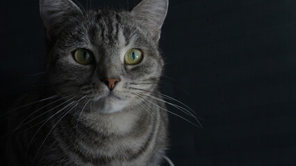 Portrait of a Gray Tabby with Green Eyes © Christoffer