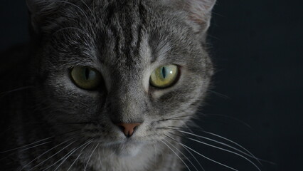 Portrait of a Gray Tabby with Green Eyes © Christoffer