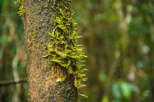 A vibrant forest setting showcases tree bark richly covered in moss and lichen, including Climacium&mdash;tiny mosses resembling miniature trees&mdash;and Evernia, a delicate lichen growing along the surface.
