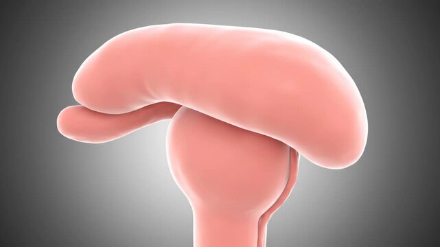3D Anatomical Model Rotation of the Human Pancreas