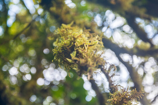 Forest, green past. Tree water pasi. Tree moss, Climacium, a genus of mosses which resemble miniature trees. Evernia, a genus of lichens which grow on trees.
