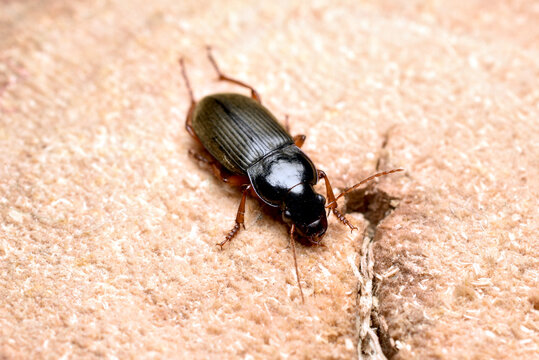 A ground beetle, also known as the ground beetle, is matte black with reddish-brown legs and antennae.