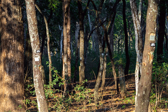 Sandalwood trees in a dense forest landscape. Rare aromatic woodland environment in the mountain region of Kanthaloor in Idukki district, Kerala.