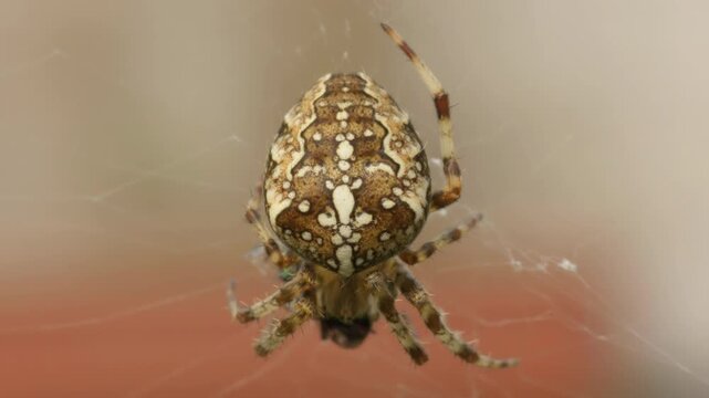 Garden Spider or Cross Orbweaver (Araneus diadematus) macro close up stock footage