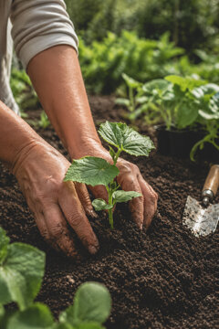 Hands gently planting a young cucumber seedling into nutrient-rich garden soil, symbolizing growth, sustainability, food production, and hands-on gardening.