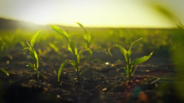 In a vast farm field, young corn stalks with emerging kernels grow under the warm sunset, exemplifying efficient crop cultivation and sustainable farming practices
