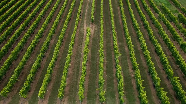 Aerial view of rows of vines, creating parallel lines over the brown earth below
