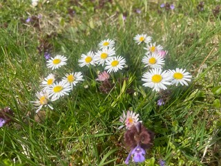 Beautiful white common daisy (Bellis perennis) flowers blooming in green spring grass lawn. © TomKorcak