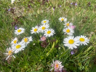 Beautiful white common daisy (Bellis perennis) flowers blooming in green spring grass lawn. © TomKorcak