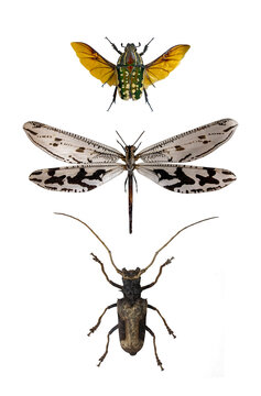 flower chafer  spotted flower beetle, owlfly Ascalaphidae i longhorn beetle Cerambycidae specimen collection isolated