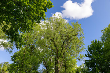 Fototapeta premium clear weather in spring season, beautiful trees with green foliage in sunny weather