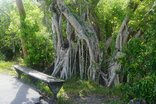 Ficus tree, bench, everglades national park, anhinga trail, rest area, florida, march 2026