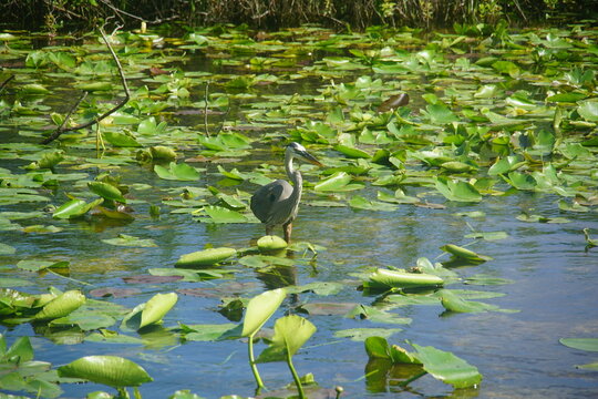 grey heron, heron, gray heron, everglades national park, March 2026, florida, vacation wild bird, nature, anhinga trail