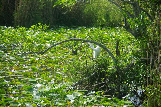 heron, white heron, everglades national park, March 2026, florida, vacation wild bird, nature, anhinga trail
