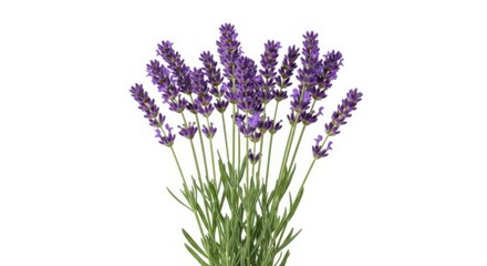 Fototapeta premium Fresh purple lavender flowers in bloom