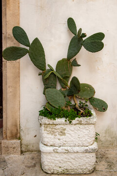 cactus in a pot