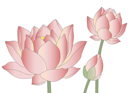 lotus illustration