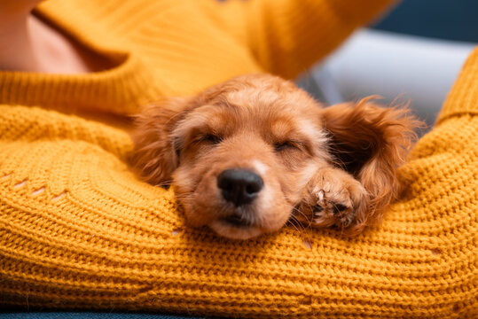 A small dog sleeps comfortably on the lap of a person wearing a warm sweater. The setting is indoors with soft lighting, creating a cozy atmosphere