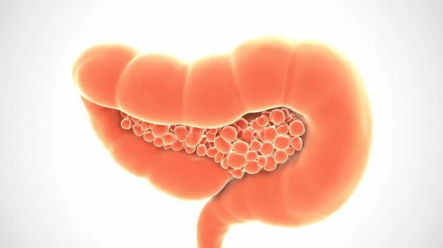 360&deg; CGI Model of Human Pancreas, Revealing Islets of Langerhans