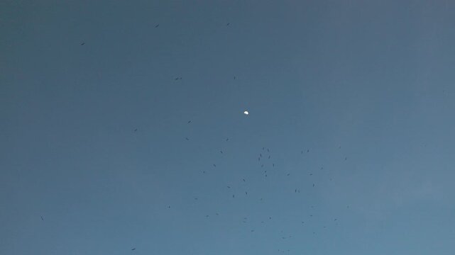 Half moon descending through flock of birds