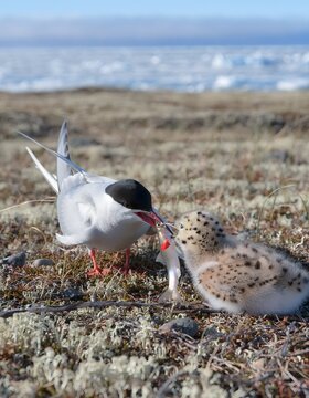 Arctic Tern feeds a small fish to its chick amidst marine detritus and a faded red plastic fragment.