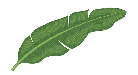 Obraz premium Detailed illustration of a large vibrant green banana leaf with visible veins and textures for tropical and botanical themes.