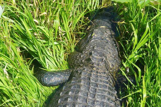 alligator, everglades national park, March 2026, florida, vacation, wild, nature, anhinga trail, wild animal, swamp, water, pond, landscape, environment,