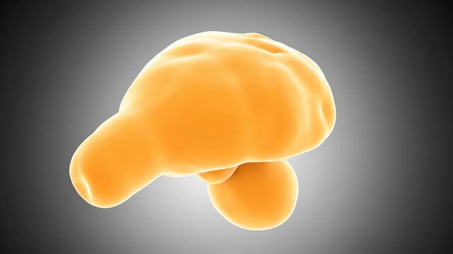 3D Human Pancreas Anatomical Model Rotation - Medical Visualization
