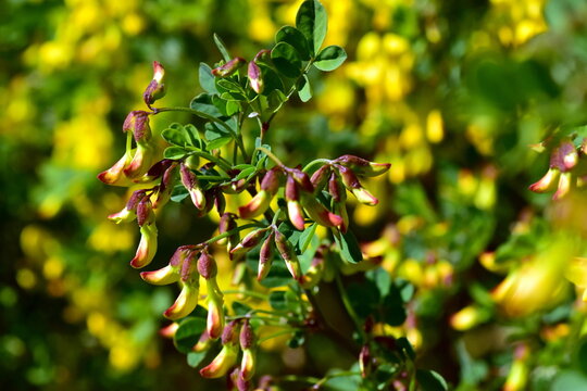 Gelbe Knospen und Bl&uuml;ten einer Strauch-Kronwicke