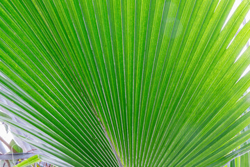 Fototapeta premium Close view of a palm leaf displaying detailed lines and textures in a garden setting during daytime