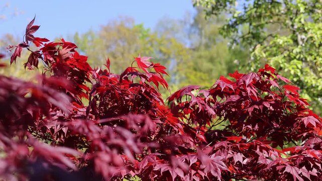 Red japanese maple tree foliage creating a vibrant natural background on a sunny day