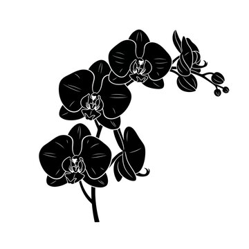 Artistic black and white orchid floral illustration featuring a nature design with a blossom branch and leaf silhouette pattern for a garden plant decoration