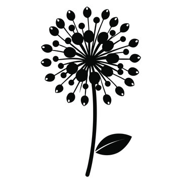 allium moly flower silhouette on white background