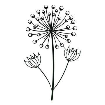 allium moly flower line art on white  background