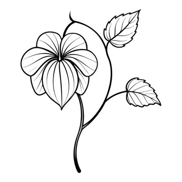 abutilon muticum flower line art on white background