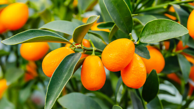Fresh kumquats grow on a small tree in a sunny garden during late afternoon hours in spring season